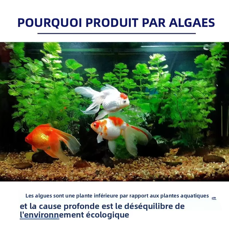 Algicide haute efficacité 50g pour aquarium et bassin – Contrôle des algues et du mousse – Réduit l'eau verte –