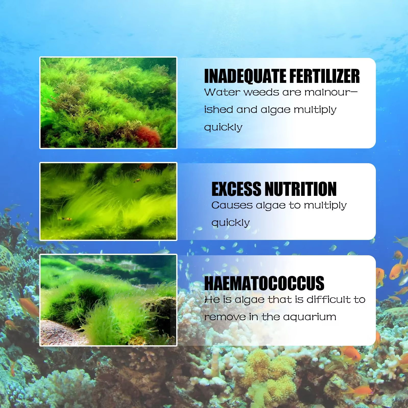 Dissolvant d'algues d'aquarium
